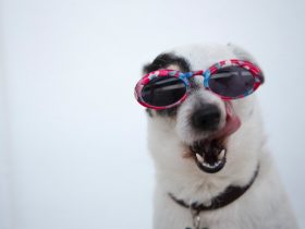 Dog Wearing Sunglasses