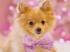 Pomeranian on a Red Gift Container