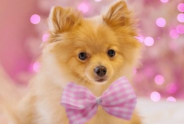 Pomeranian on a Red Gift Container